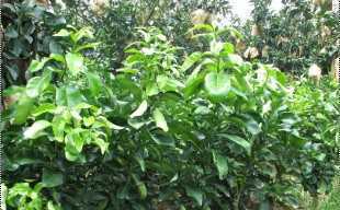 精選三紅蜜柚苗與紅心蜜柚苗，廠家直供，品質(zhì)保障，歡迎批發(fā)洽談